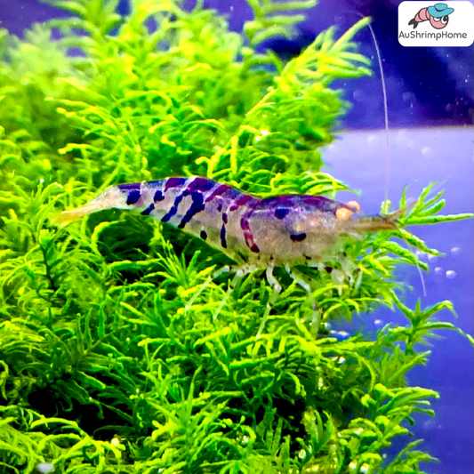 Orange Eyes Blonde Tiger | Pack of 10 Shrimps