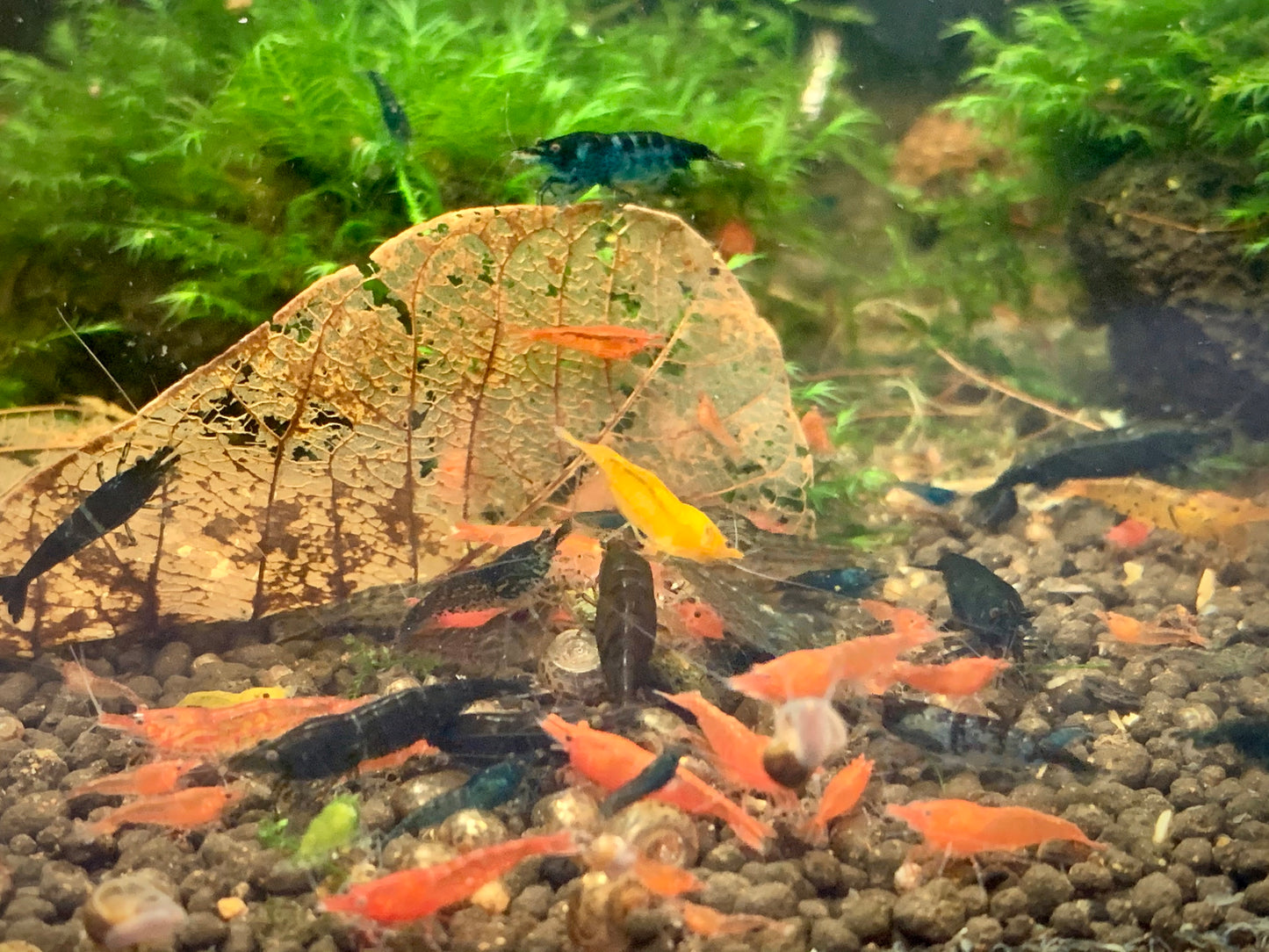 Colorful Beginner Package