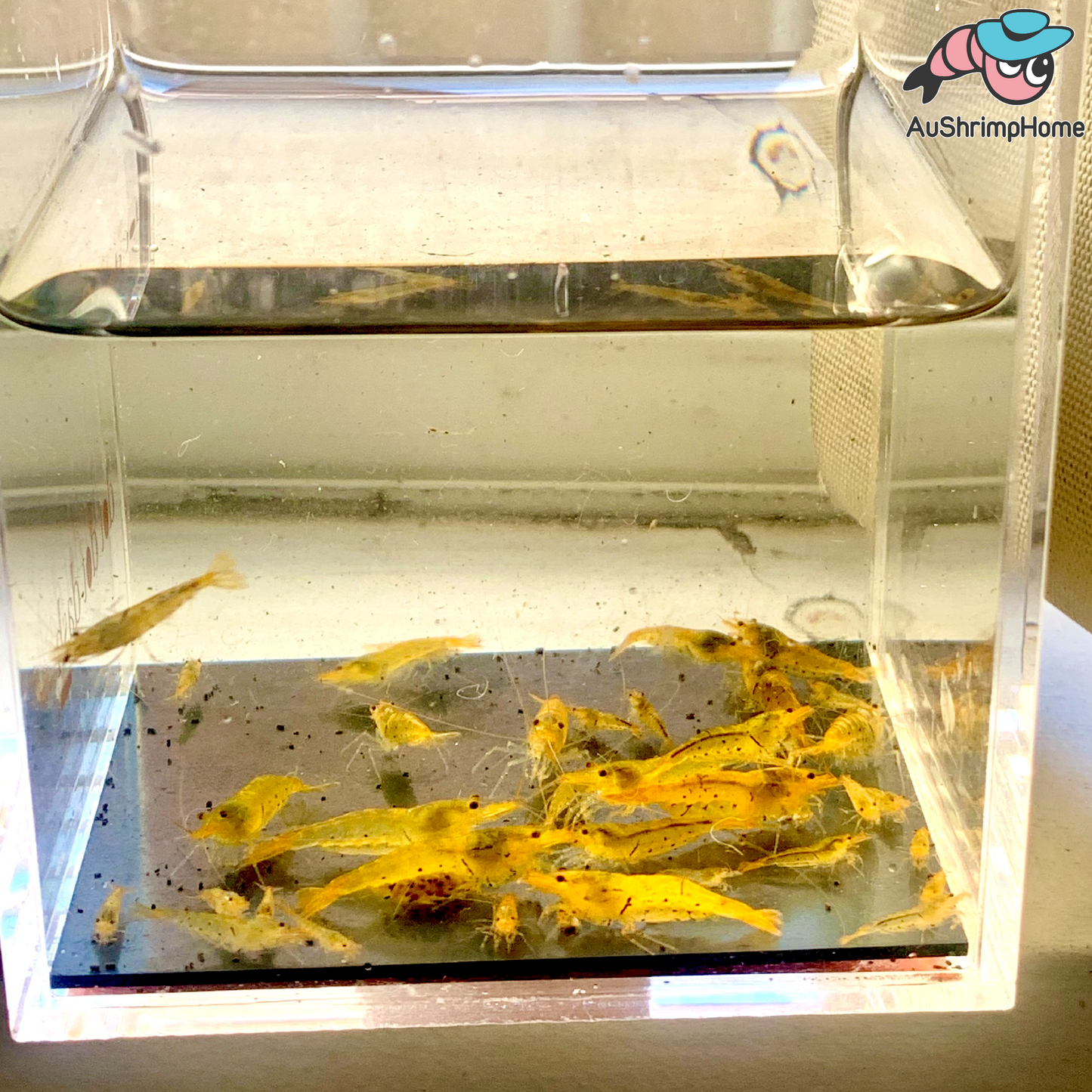 Tangerine Tiger