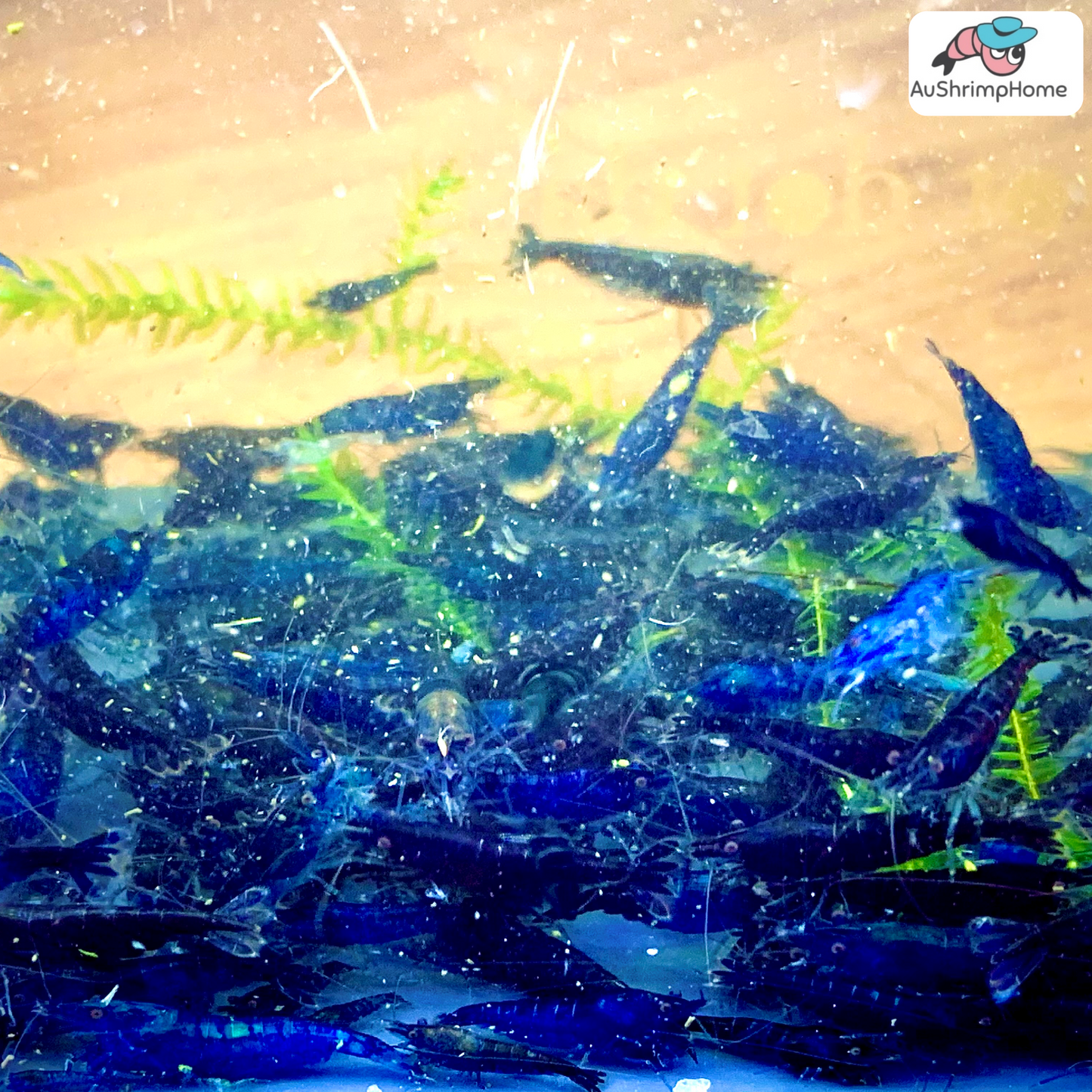 Blue Diamond Package | 10 Blue Diamond Shrimps and Essential Stuff