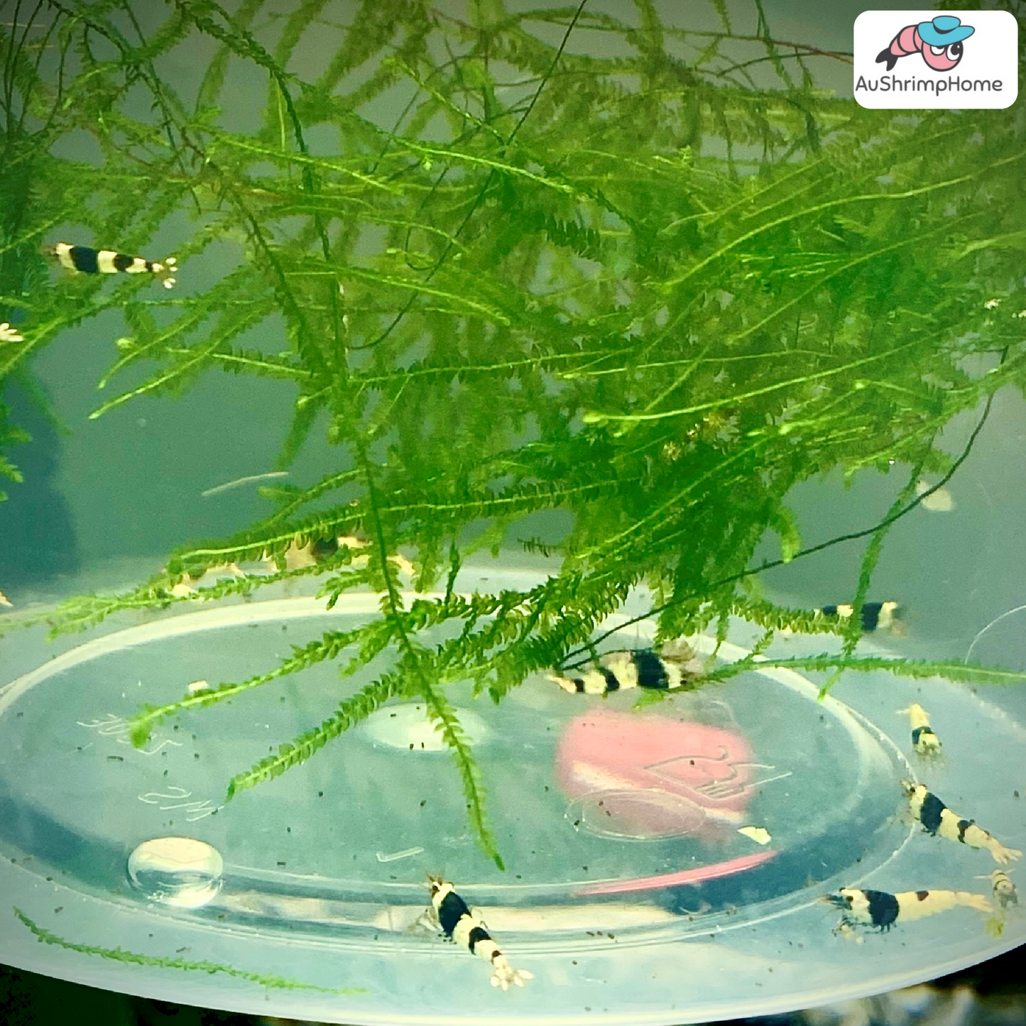 Pure Black Line (PBL)