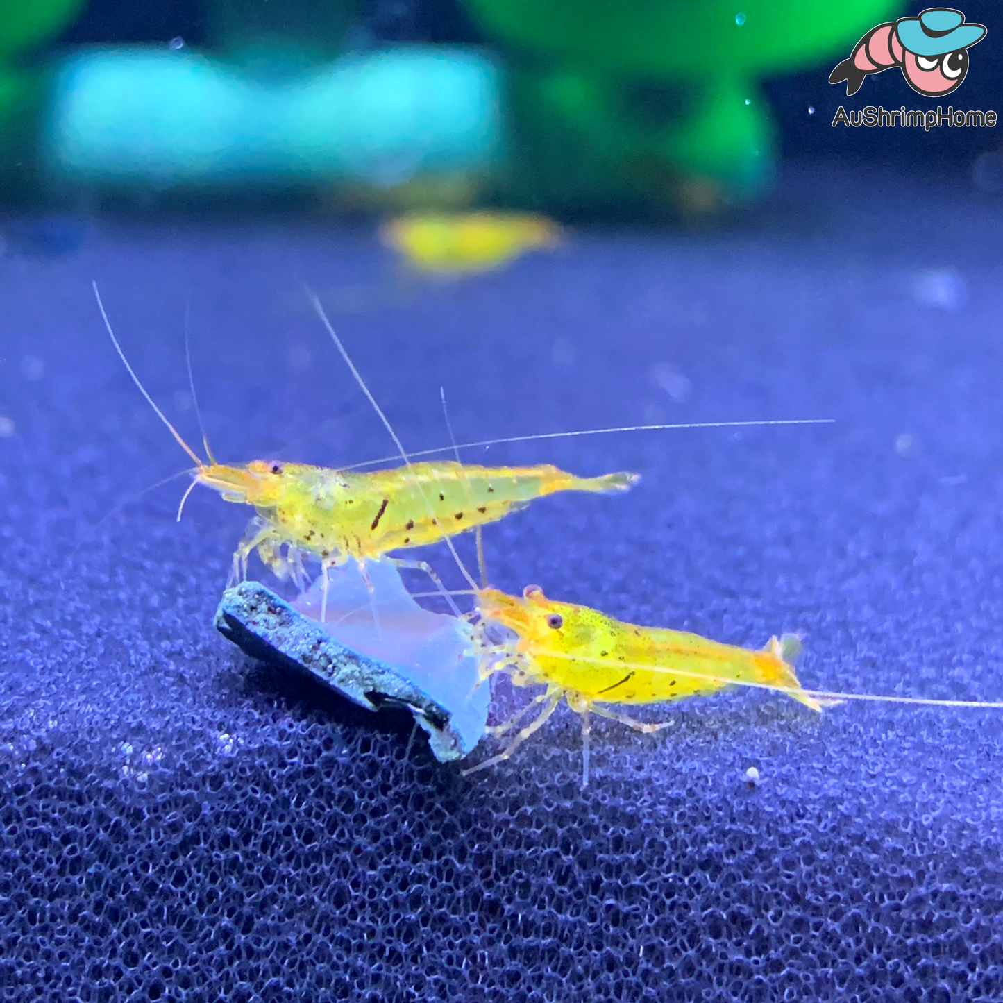 Tangerine Tiger