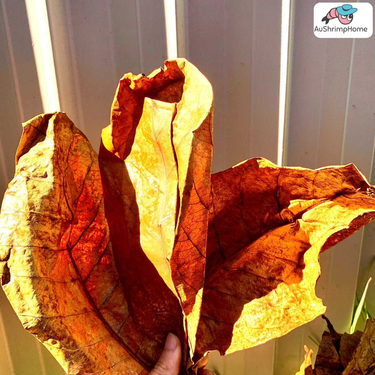 Indian Almond Leaves | Pack of 20+ Mix size Leaves