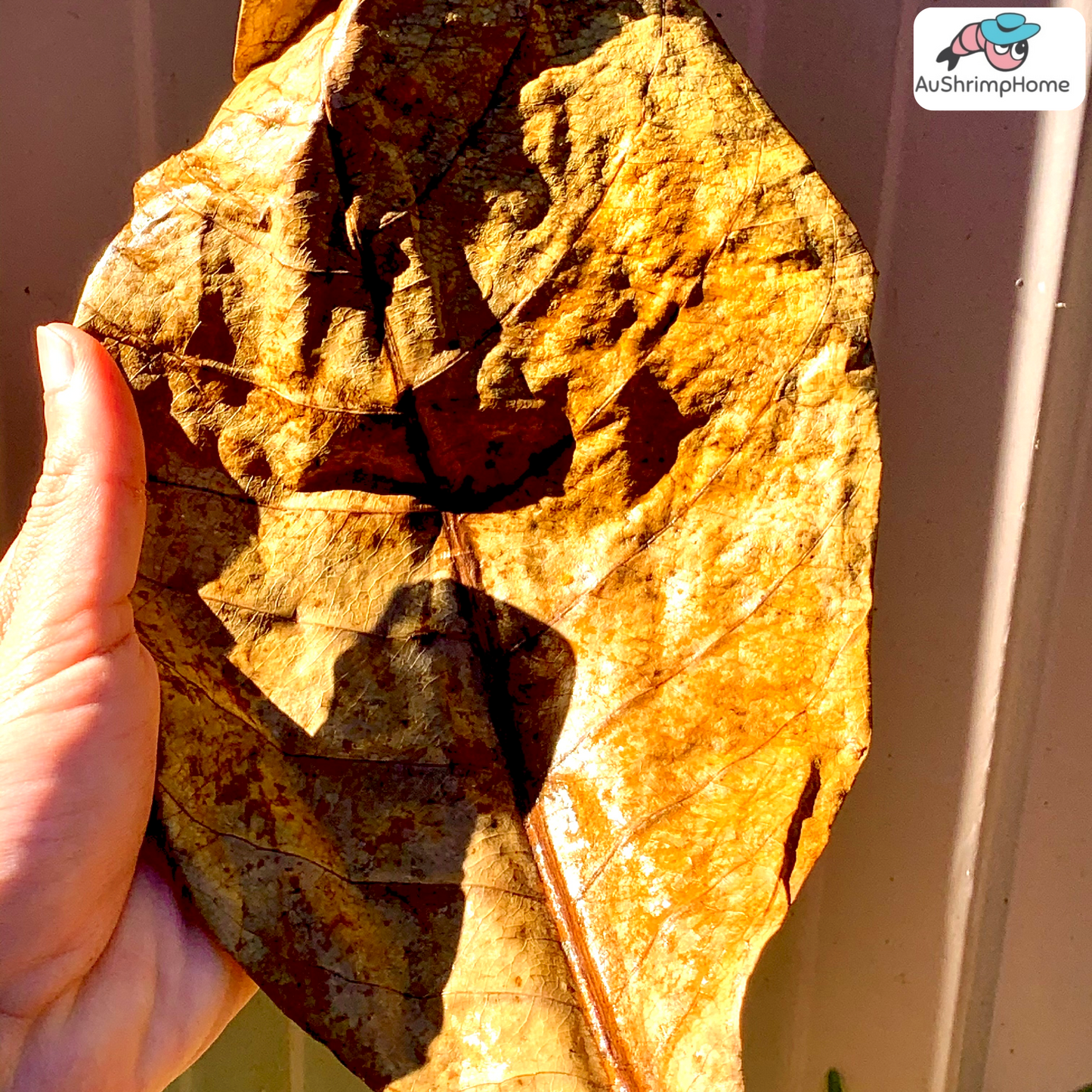 Indian Almond Leaves | Pack of 20+ Mix size Leaves