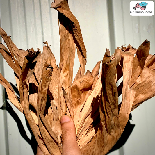 Banana Leaves | Natural Dry