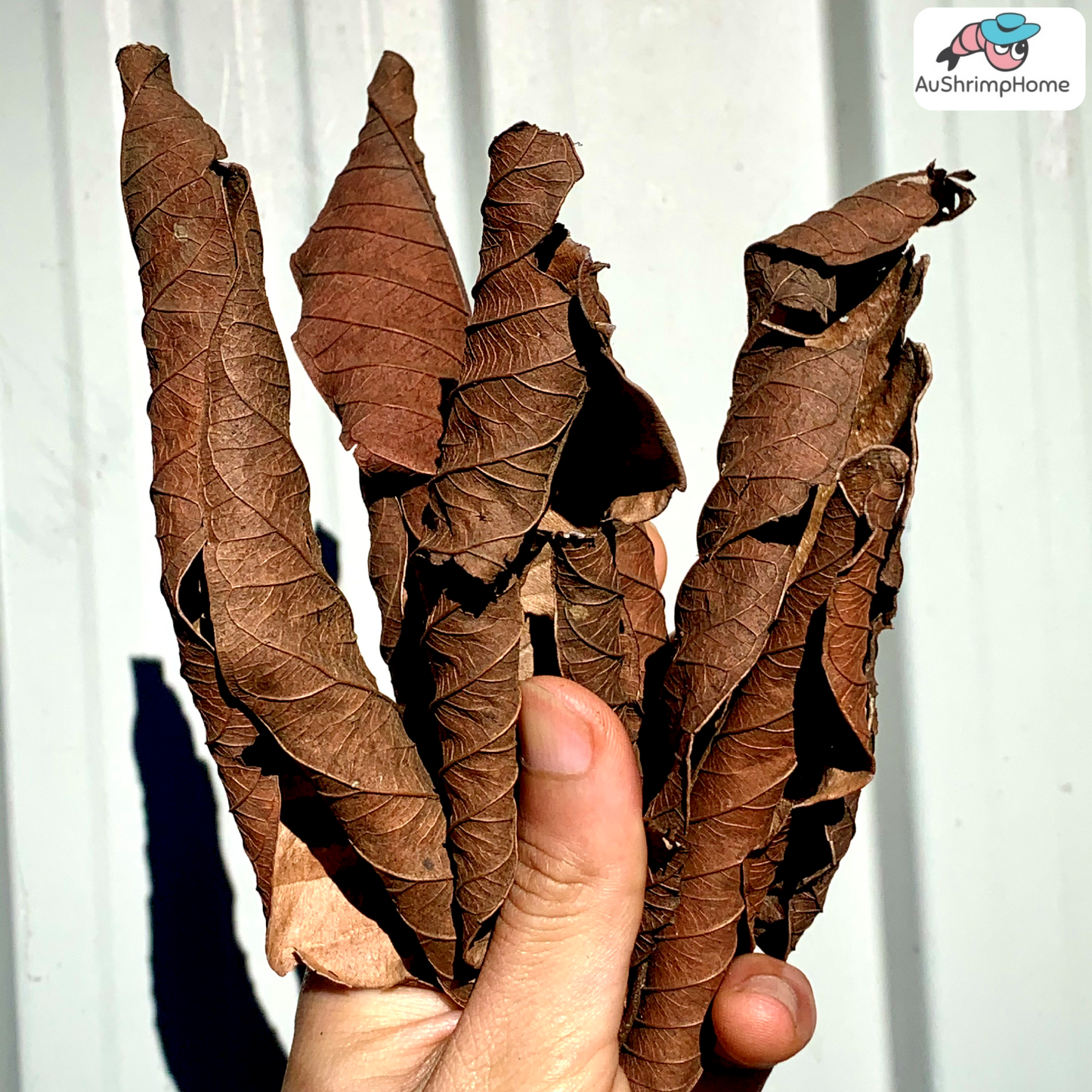 Guava Leaves