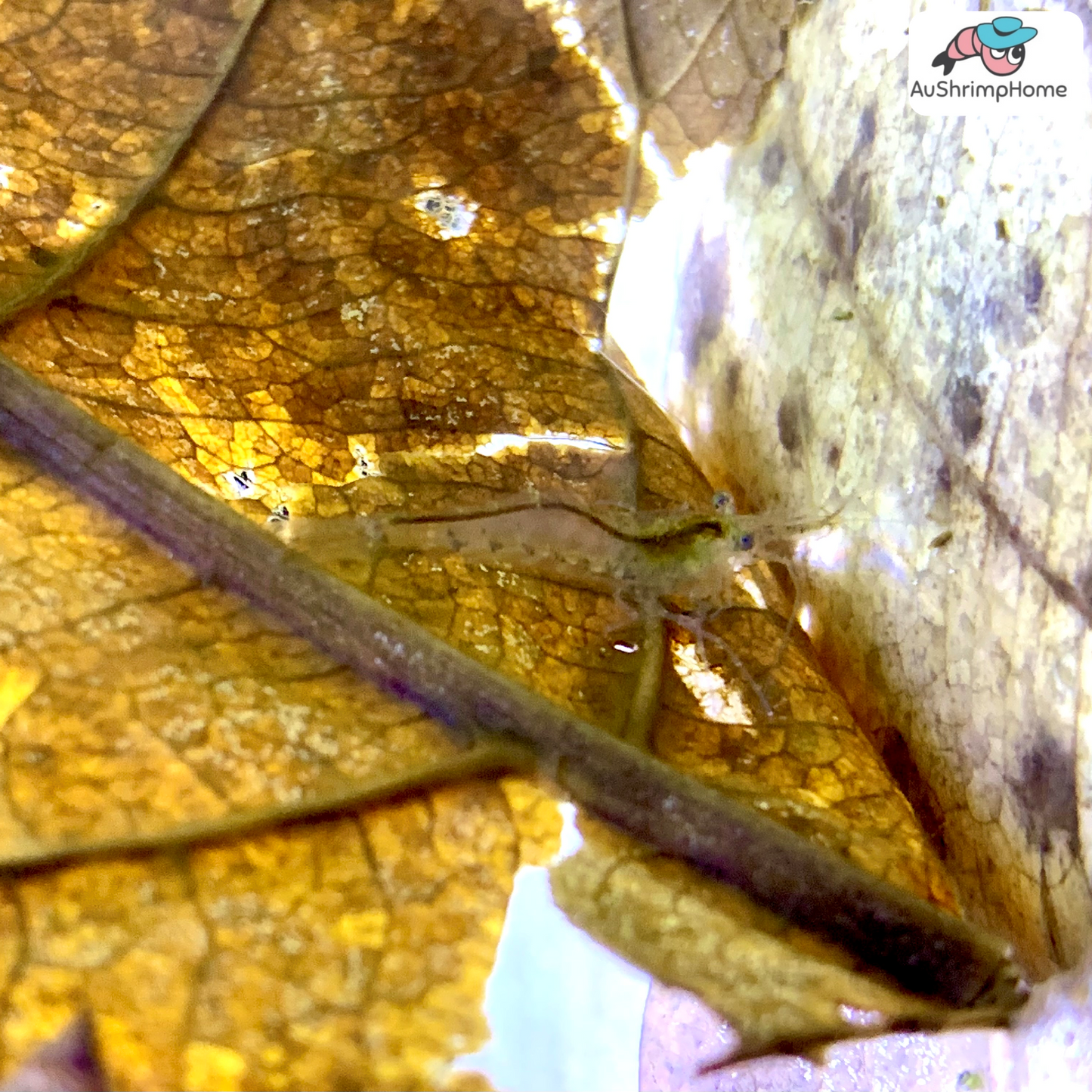 Ghost Shrimp | Glass Shrimp
