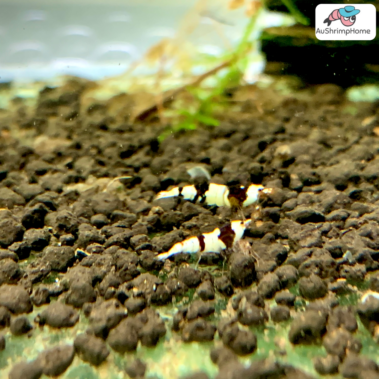 Pure Black Line (PBL)