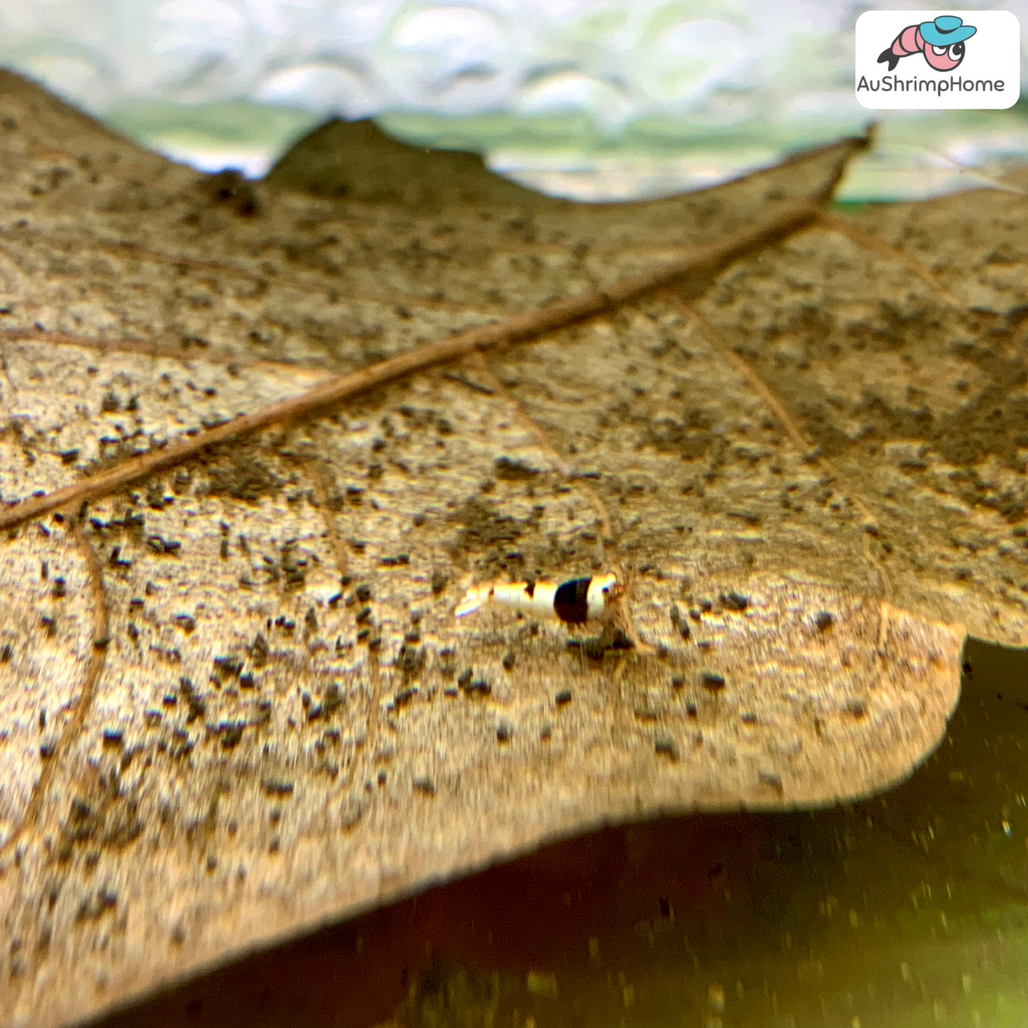 Pure Black Line (PBL)