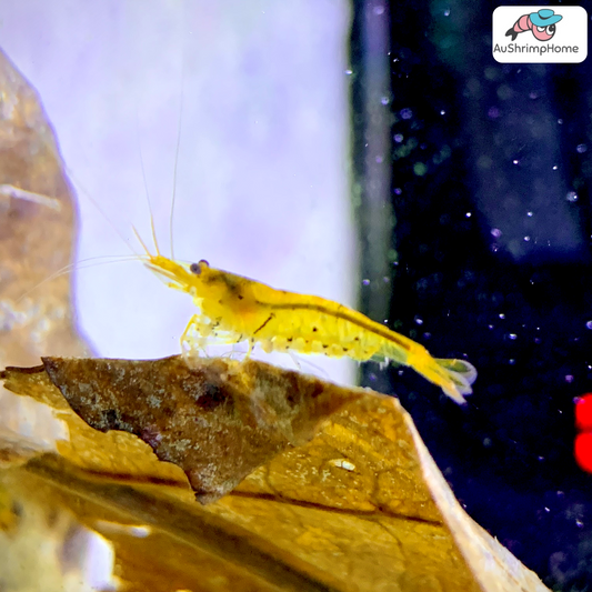 Tangerine Tiger | Good Quality