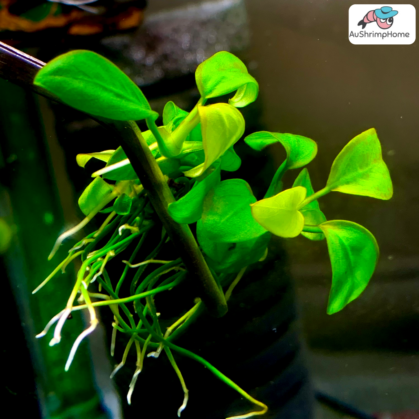 Anubias Golden | Anubias barteri var. “Nana Gold”