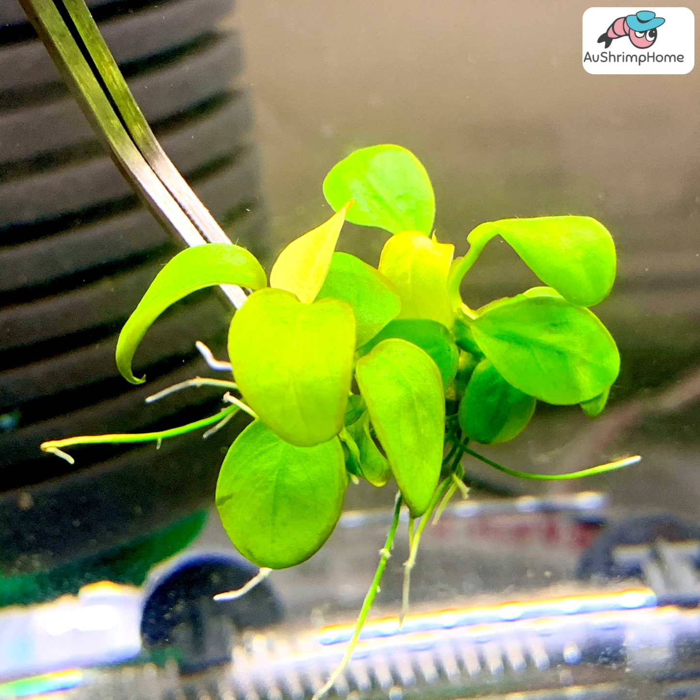 Anubias Golden | Anubias barteri var. “Nana Gold”