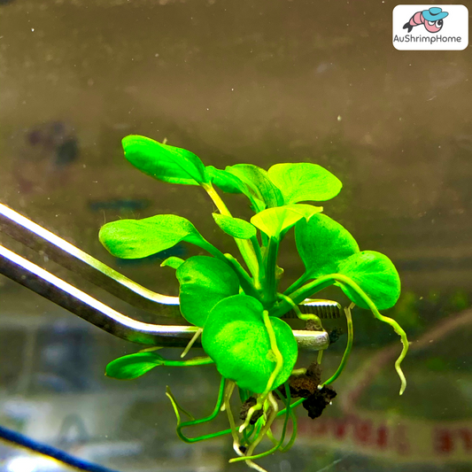 Anubias Coin | Anubias barteri var. nana "Round Leaf"