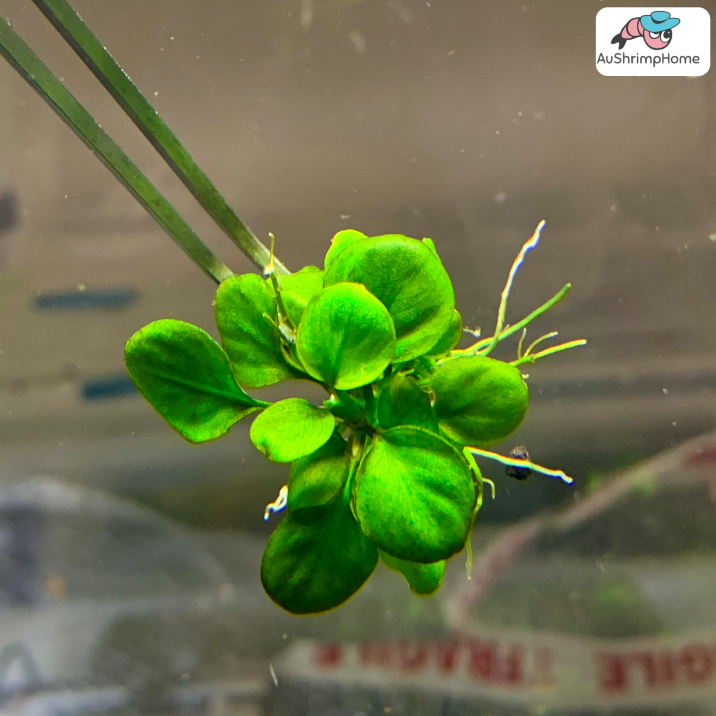 Anubias Coin | Anubias barteri var. nana "Round Leaf"