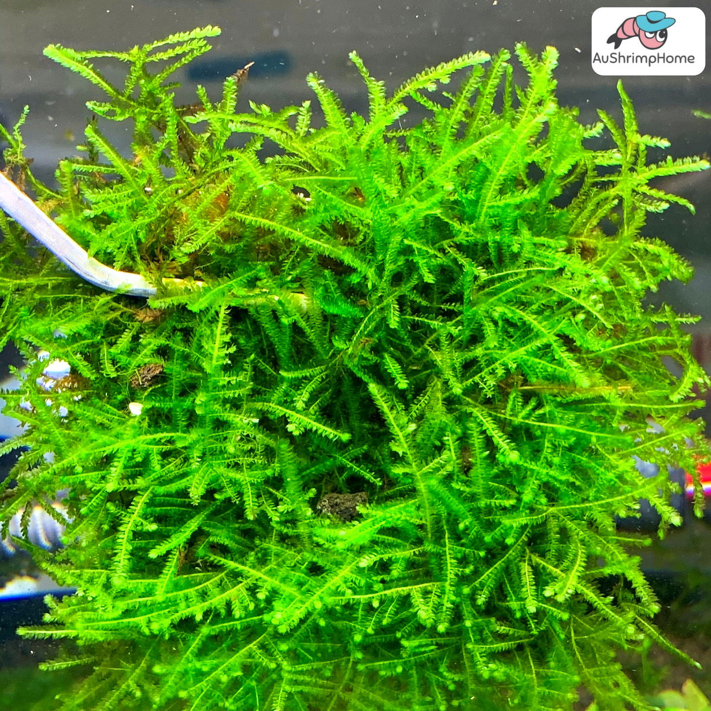 Peacock Moss | Taxiphyllum sp. "Peacock"
