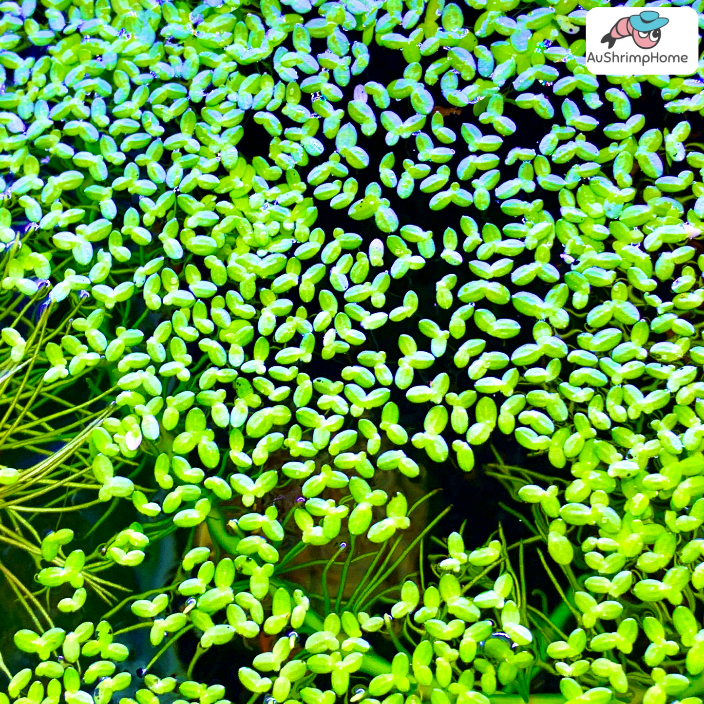 Duckweed
