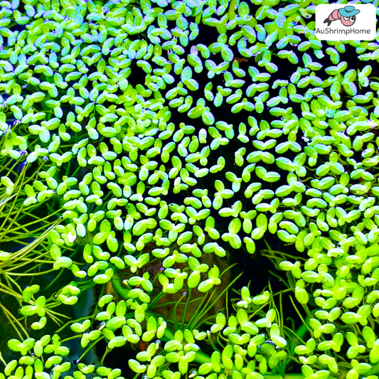 Duckweed