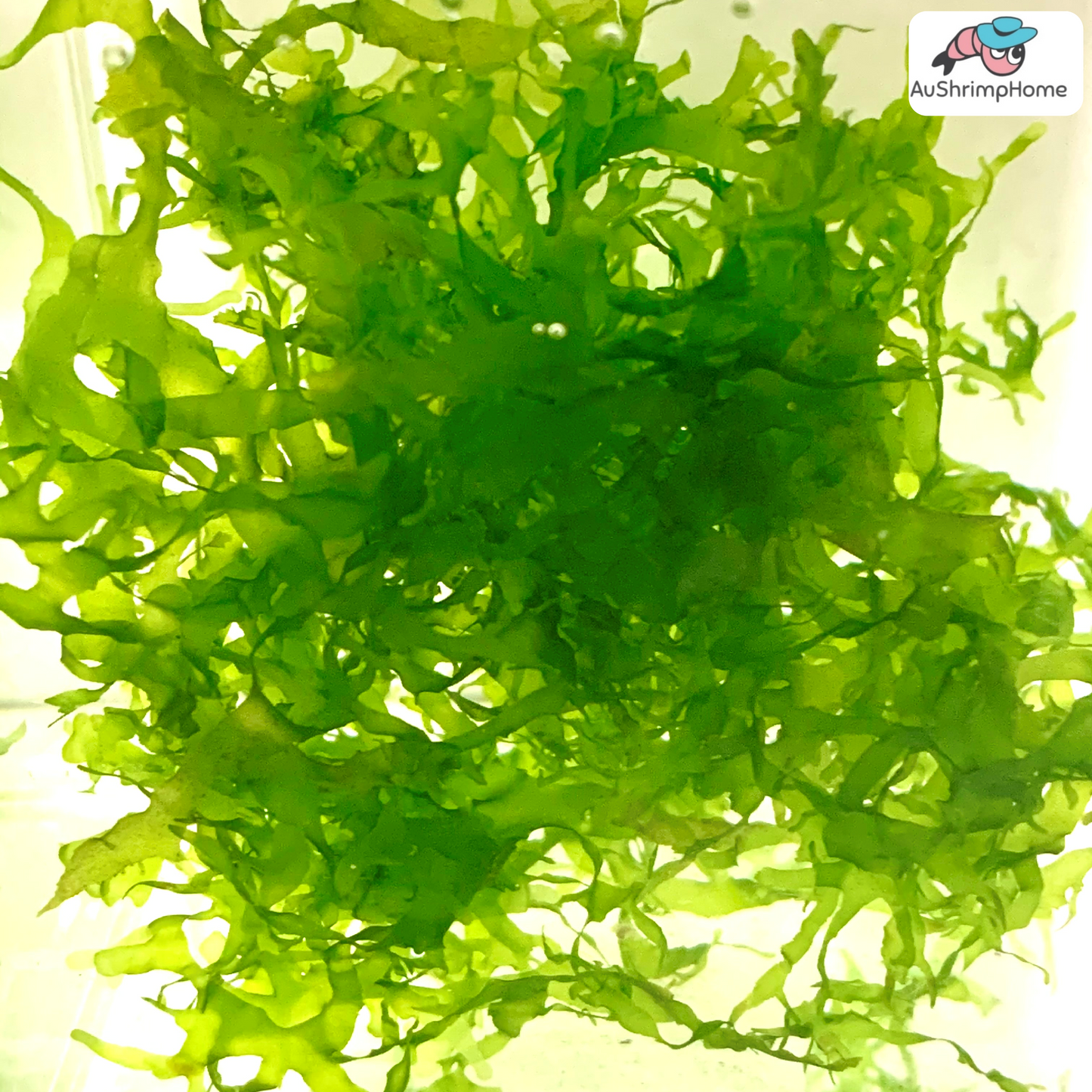 Subwassertang | Round Pellia Moss