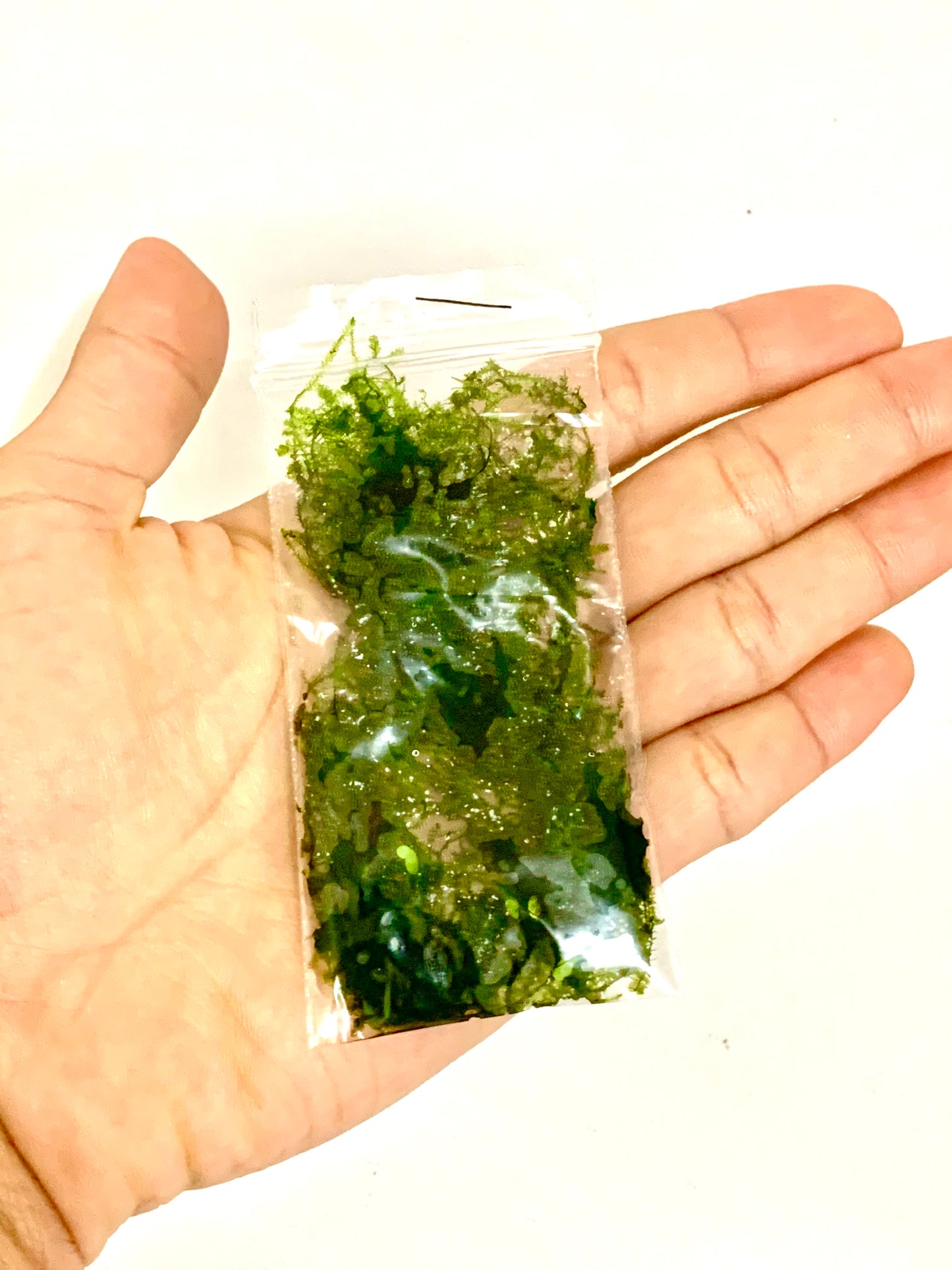 Stringy Moss | Leptodictyum Riparium