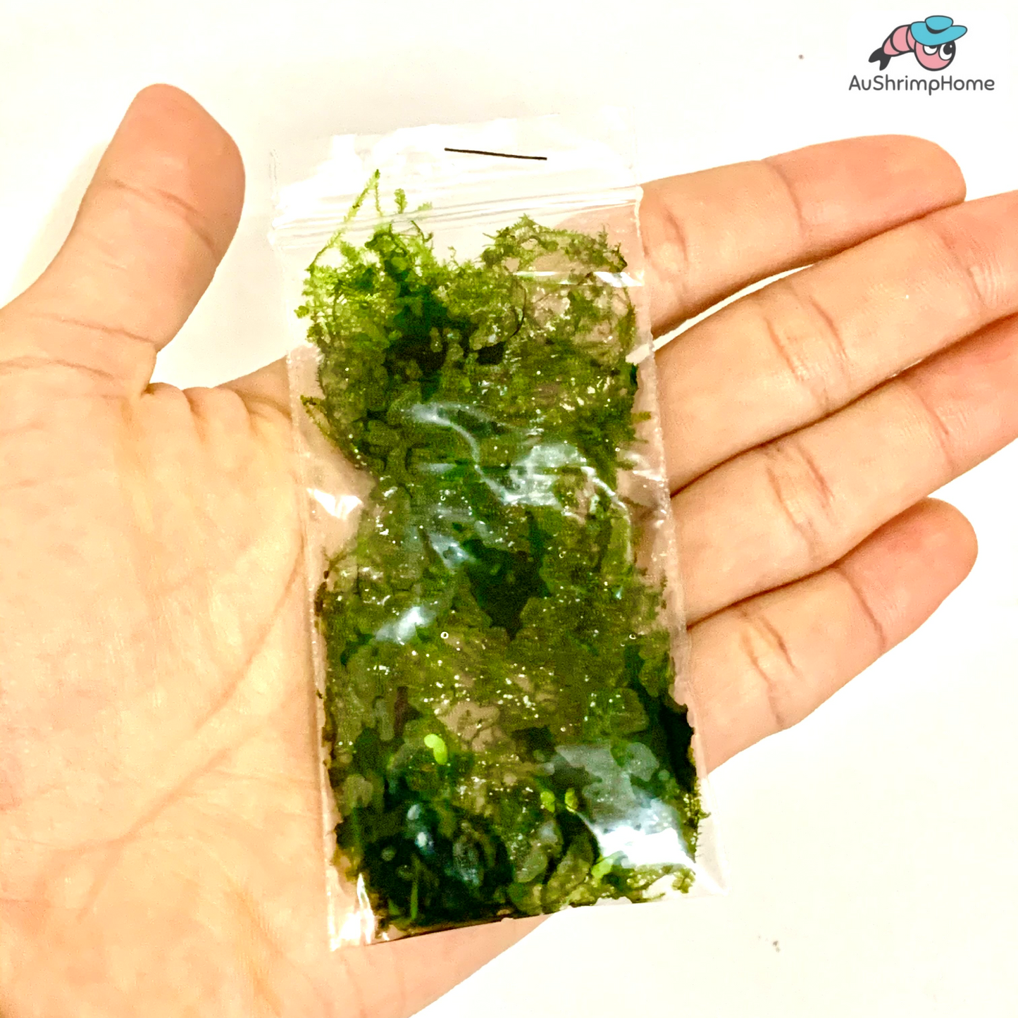 Peacock Moss | Taxiphyllum sp. "Peacock"