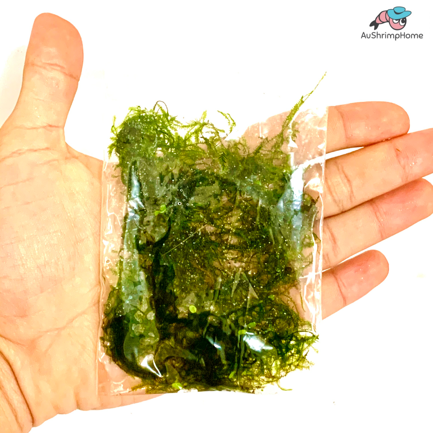 Peacock Moss | Taxiphyllum sp. "Peacock"