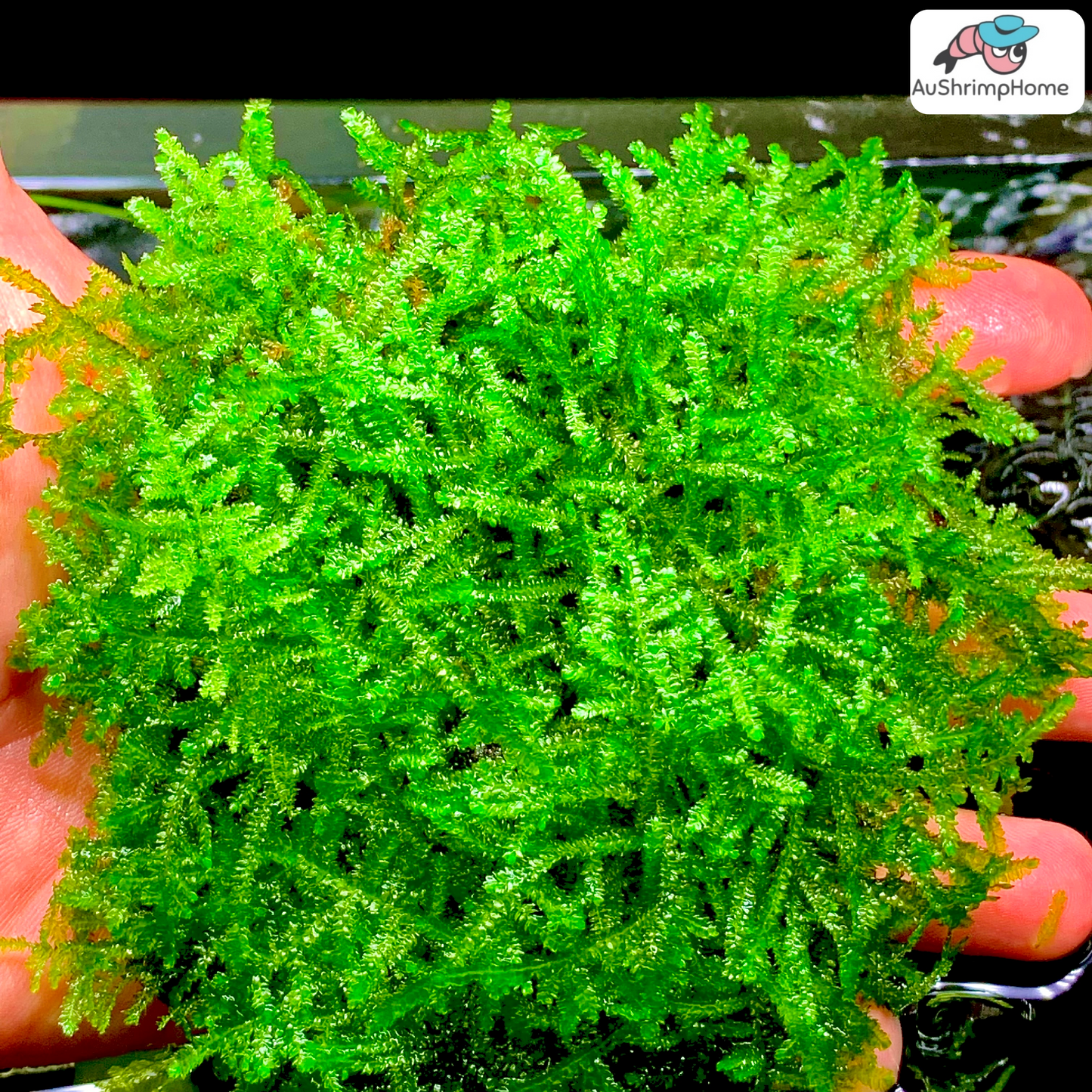 Peacock Moss | Taxiphyllum sp. "Peacock"