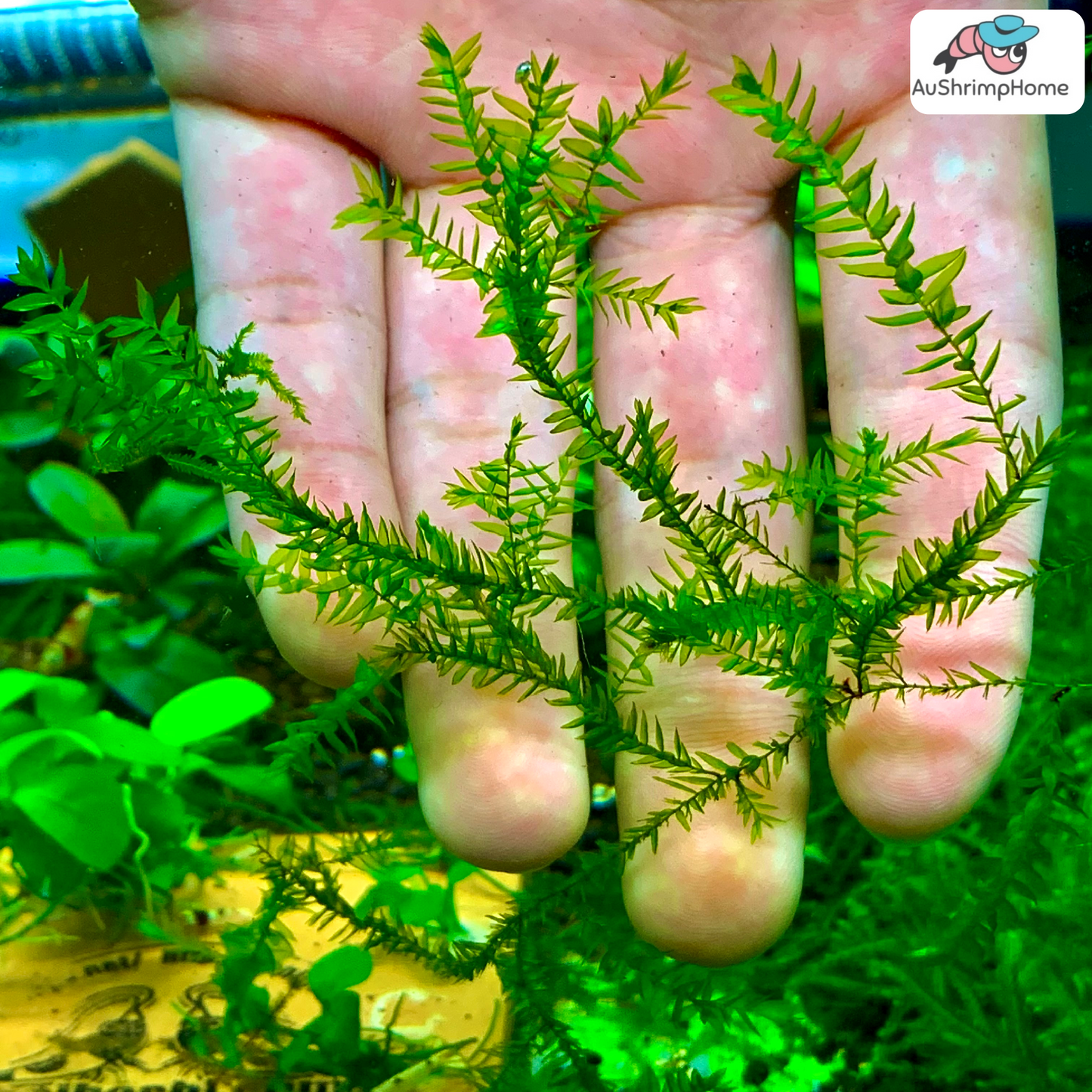 Willow Moss | Fontinalis Antipyretica