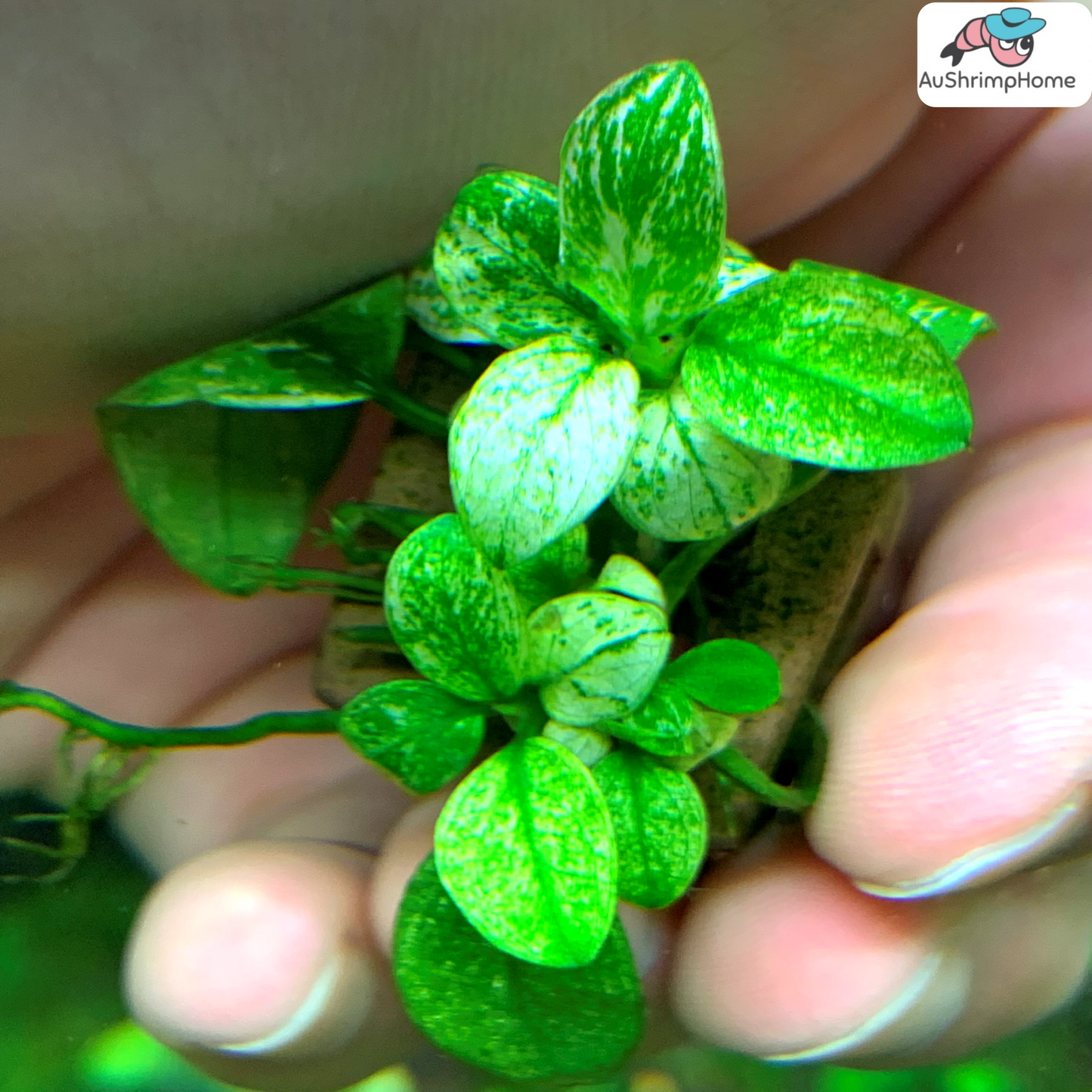 Nana Pinto | Anubias barteri var. "nana pinto"
