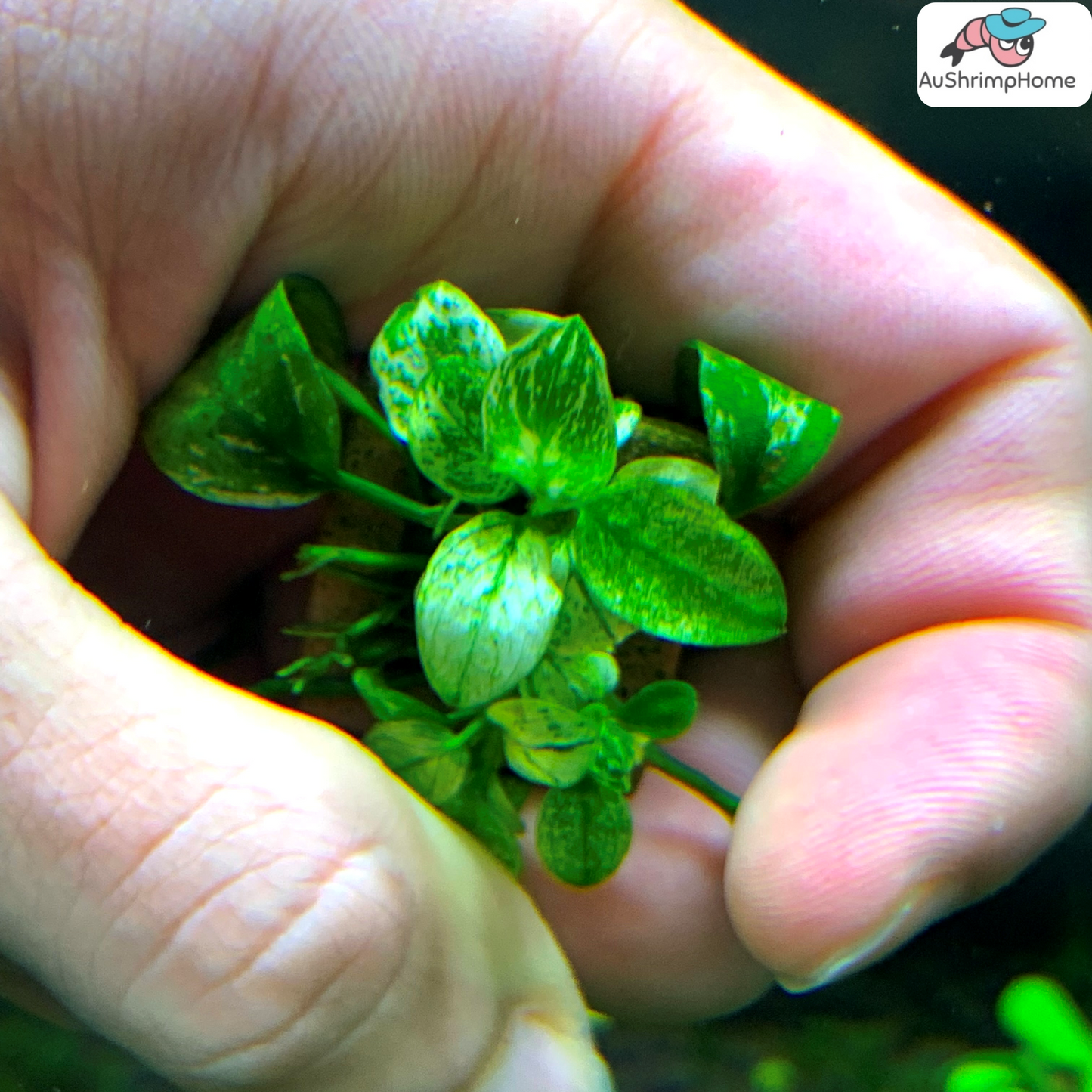 Nana Pinto | Anubias barteri var. "nana pinto"