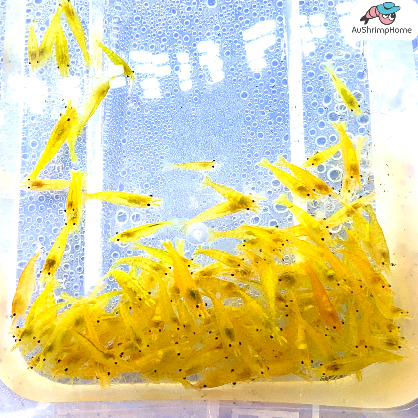 Yellow Neon | New Gene