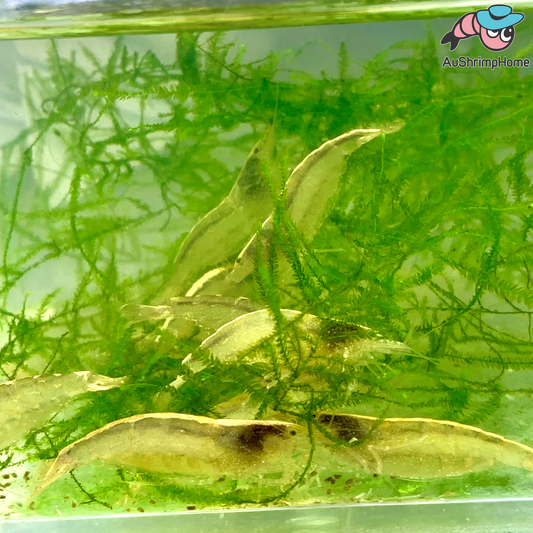 Australia Amano Shrimp | Best Algae-eating Shrimp