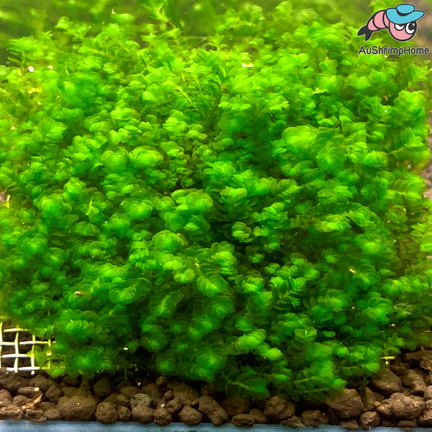 Jade Lotus | Extremely Rare