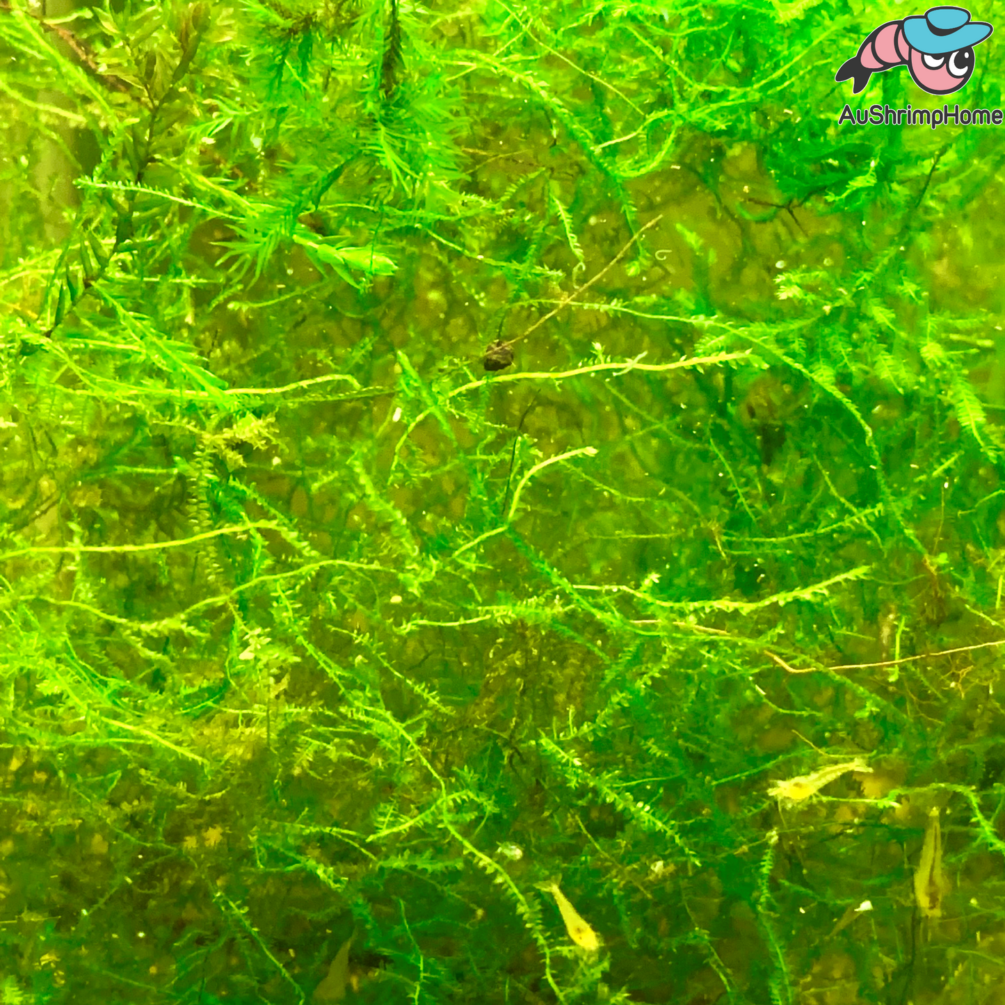 Mixed Moss