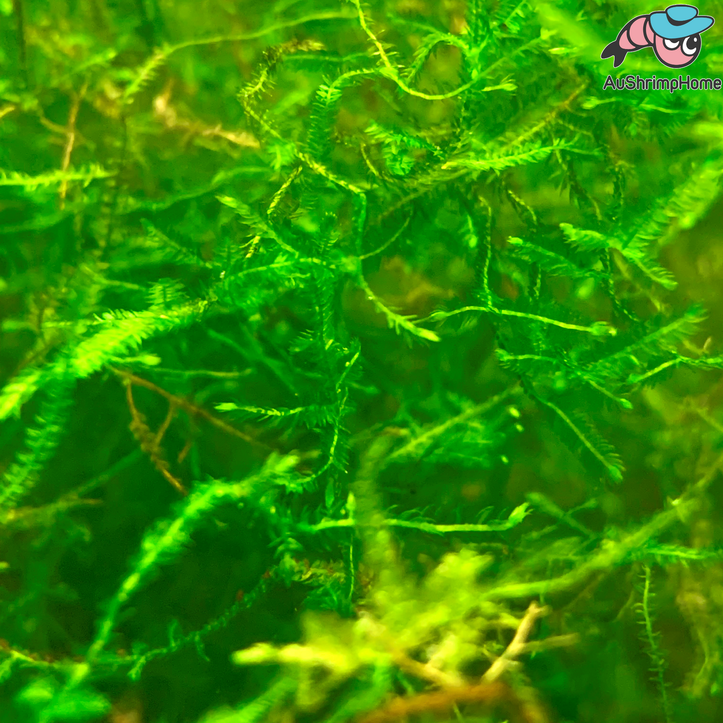Mixed Moss