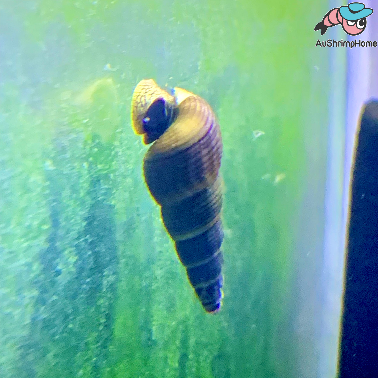 Sulawesi Rabbit Snail | Green Shell