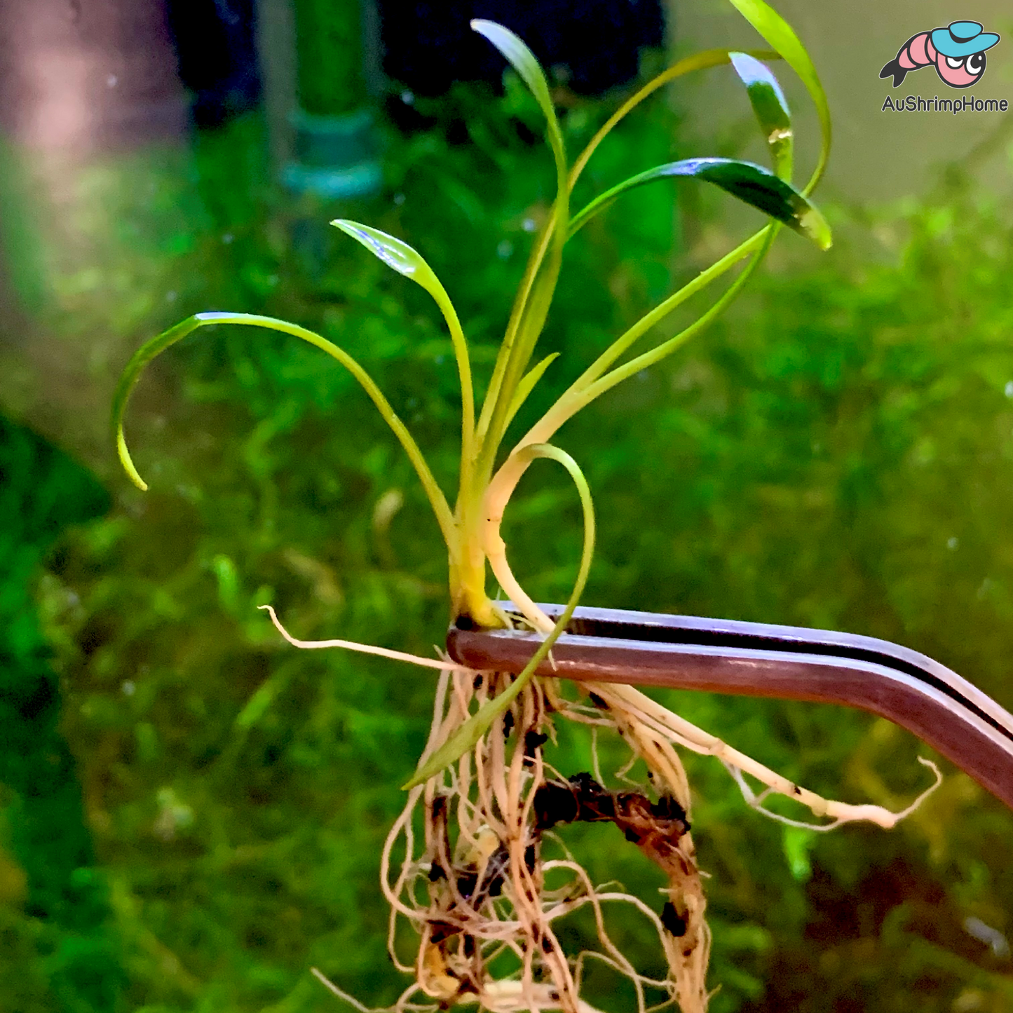 Mini Crypt Parva | Cryptocoryne Parva