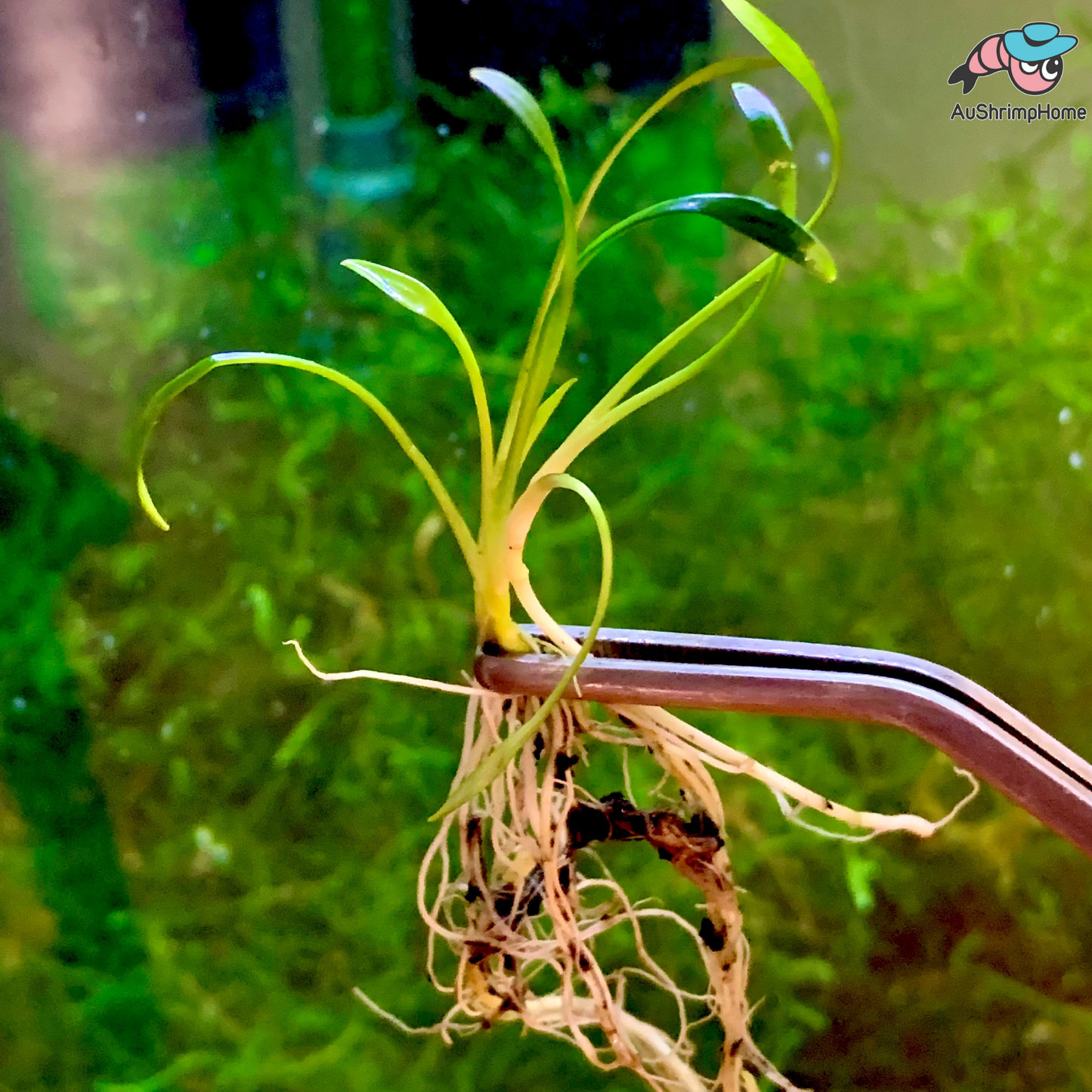 Mini Crypt Parva | Cryptocoryne Parva
