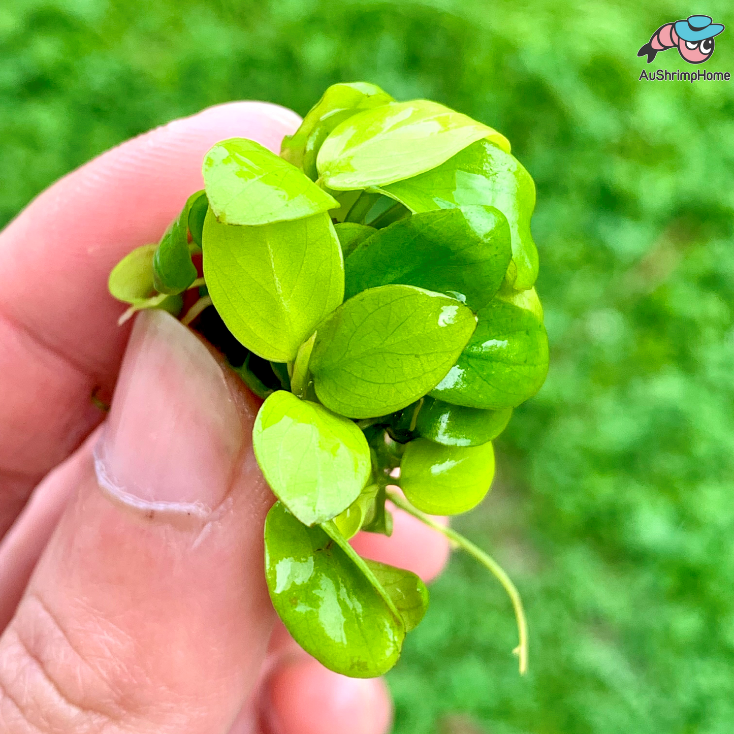 Anubias Golden | Anubias barteri var. “Nana Gold”