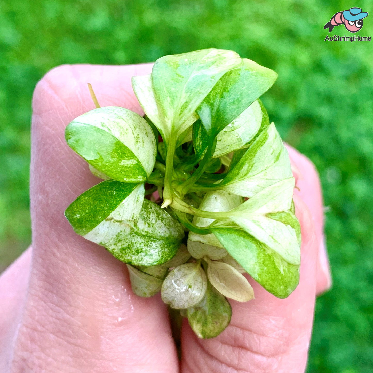 Anubias White | Rare