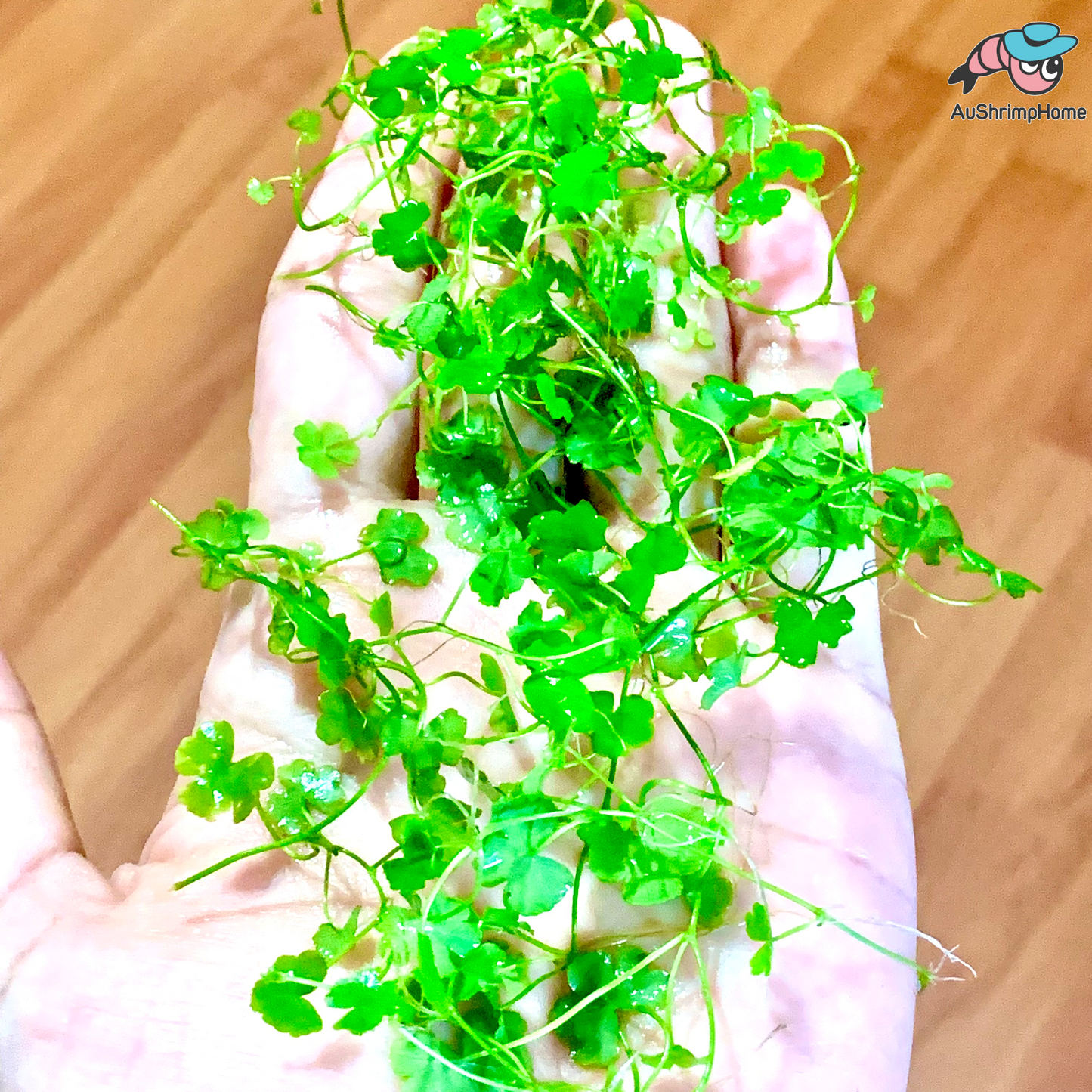 Hydrocotyle Tripartita Japan