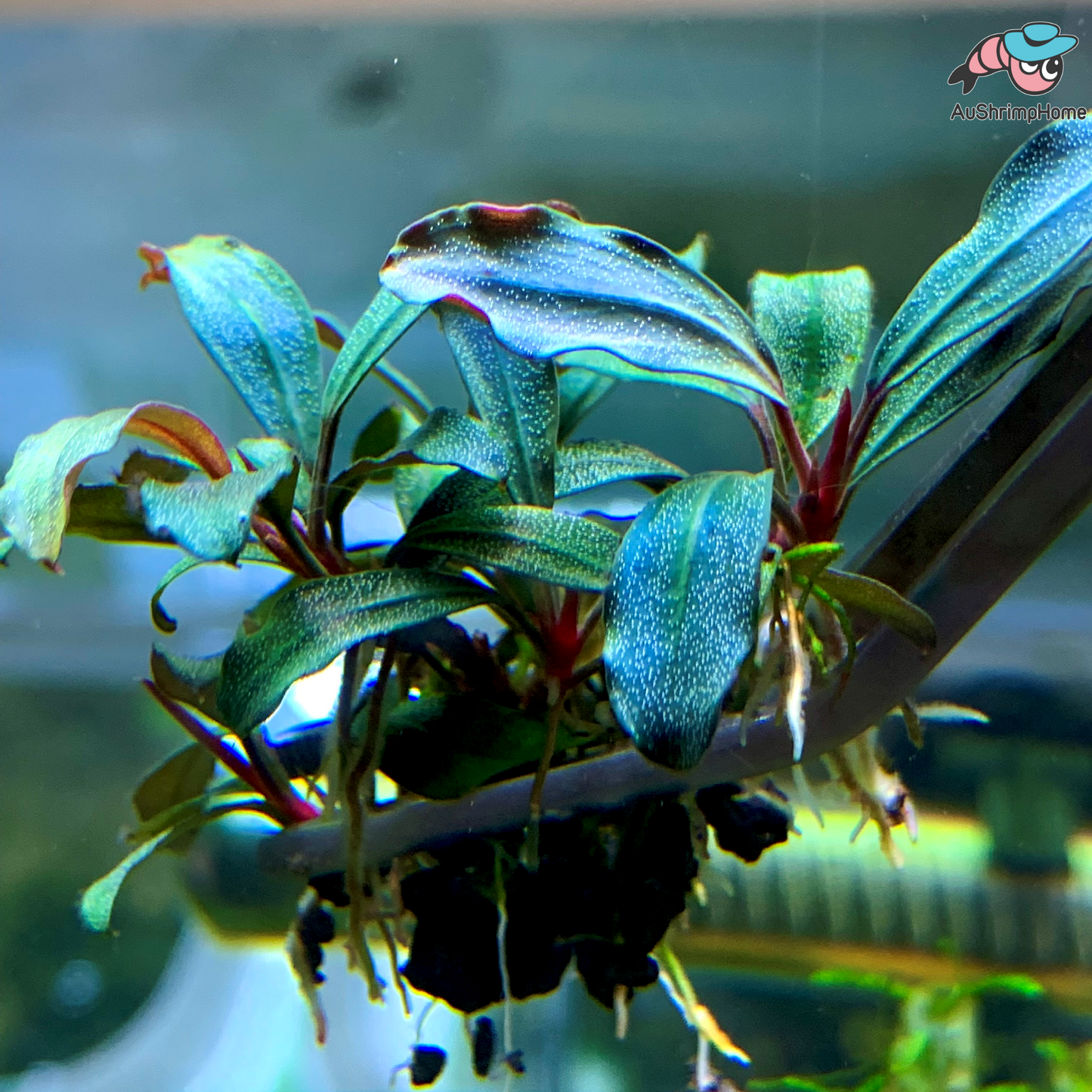Brownie | Bucephalandra sp. Brownie