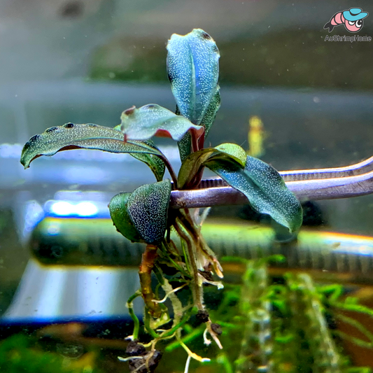 Brownie | Bucephalandra sp. Brownie
