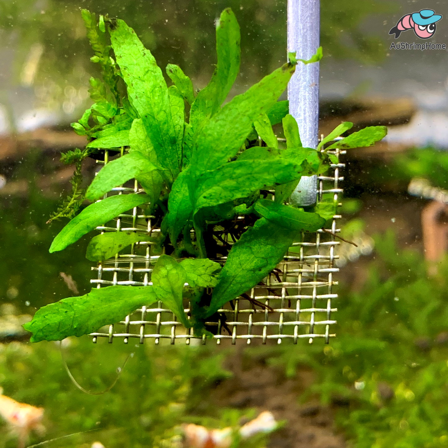 Micro Java Fern | Rare