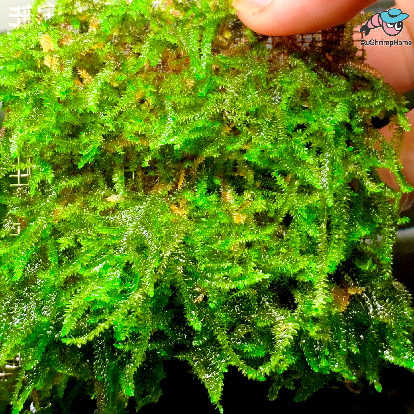 True Singapore Weeping Moss | Vesicularia ferriei