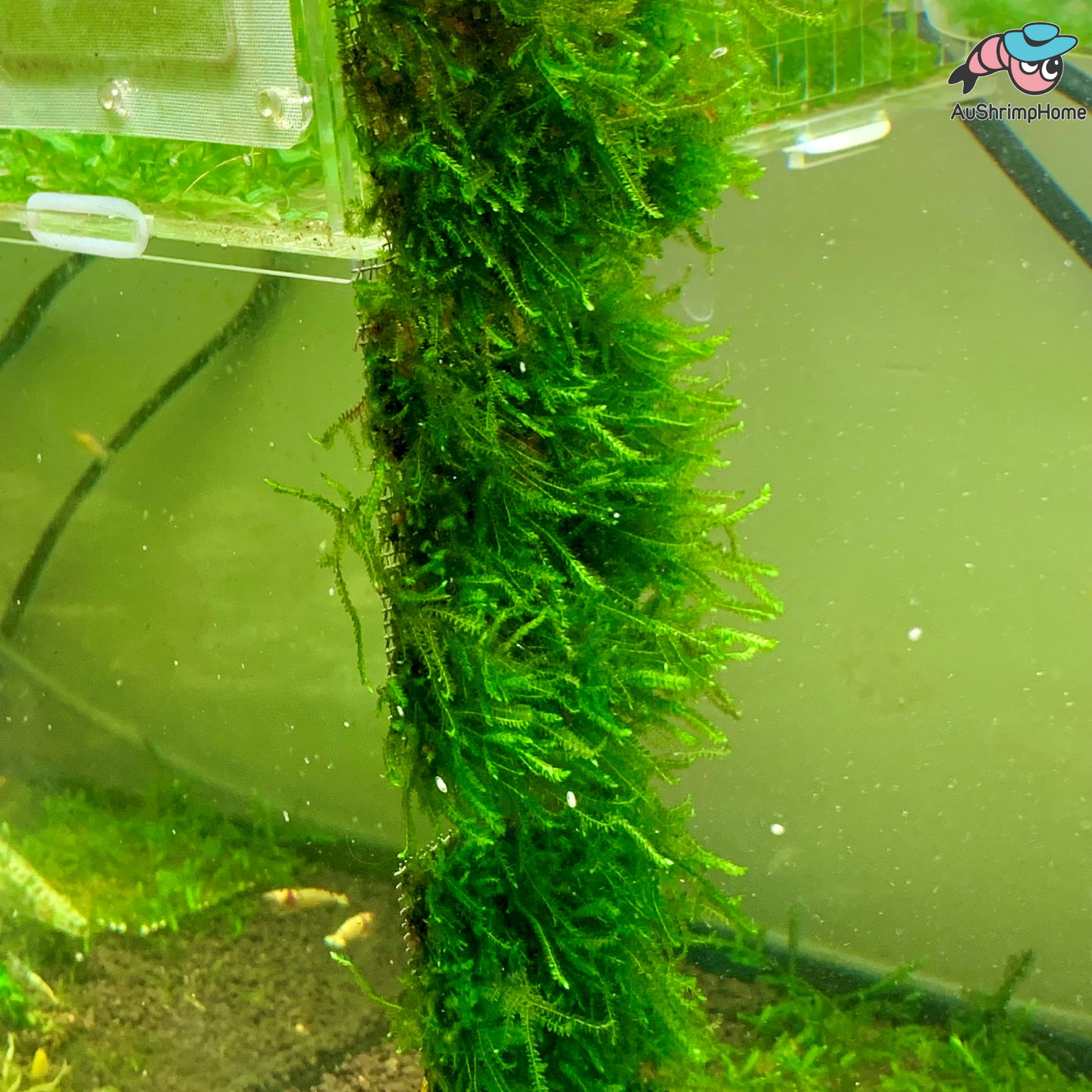 True Singapore Weeping Moss | Vesicularia ferriei