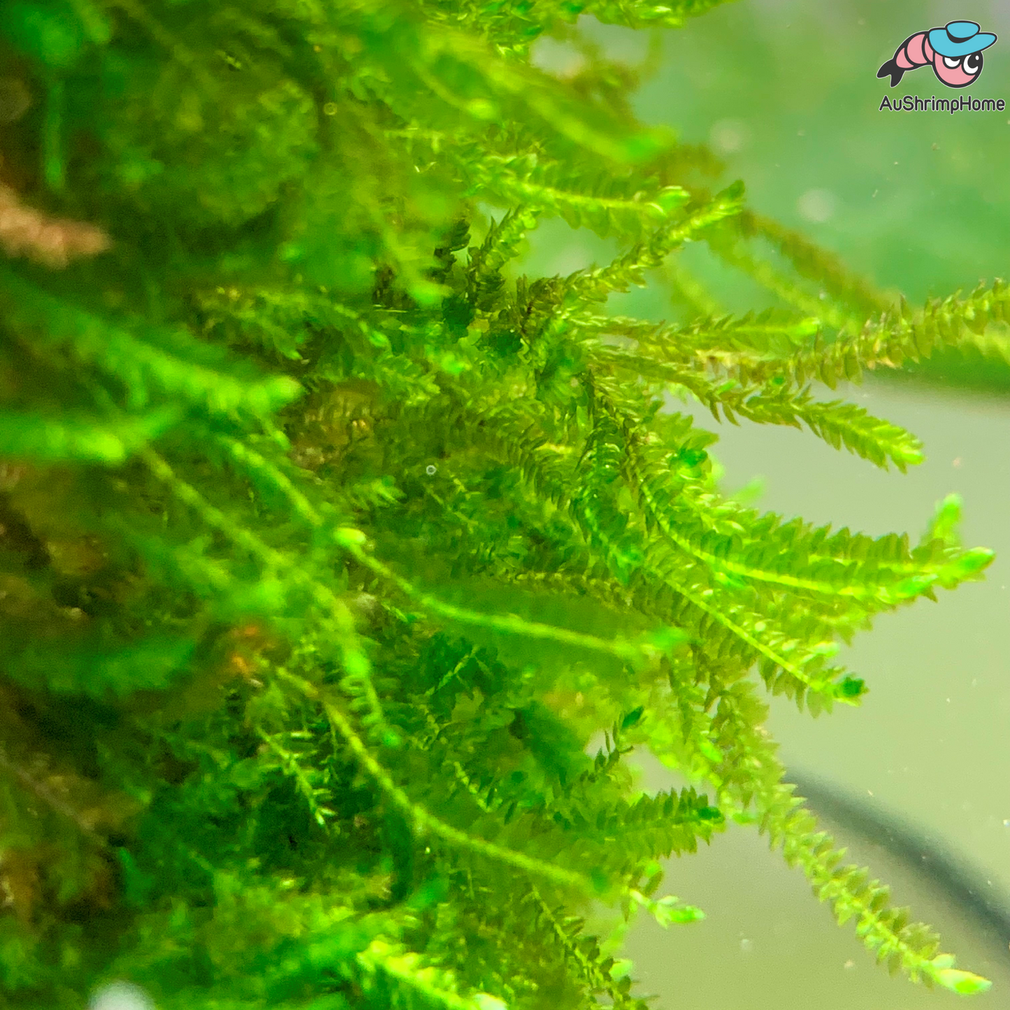 True Singapore Weeping Moss | Vesicularia ferriei