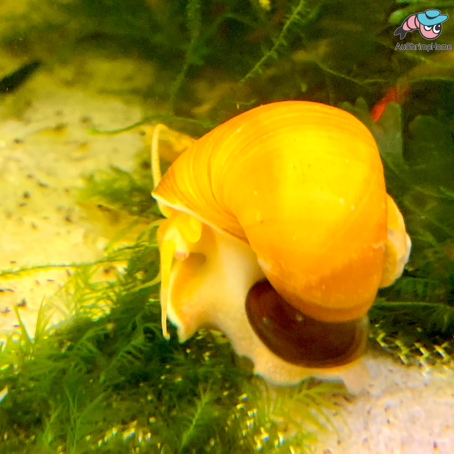 Mystery Snail | Gold