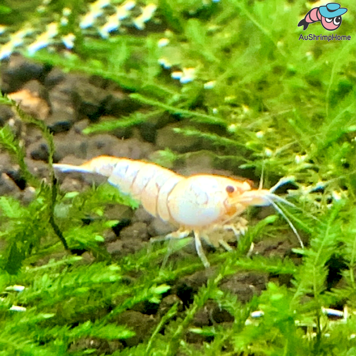 Snow White | Golden Bee