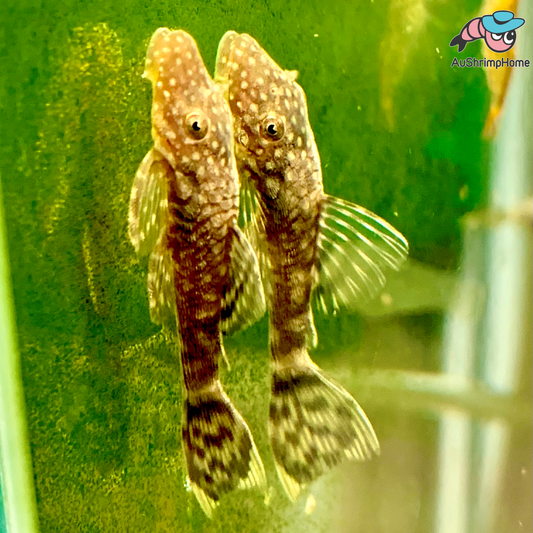 Bristlenose Catfish | Common Super Red Gene