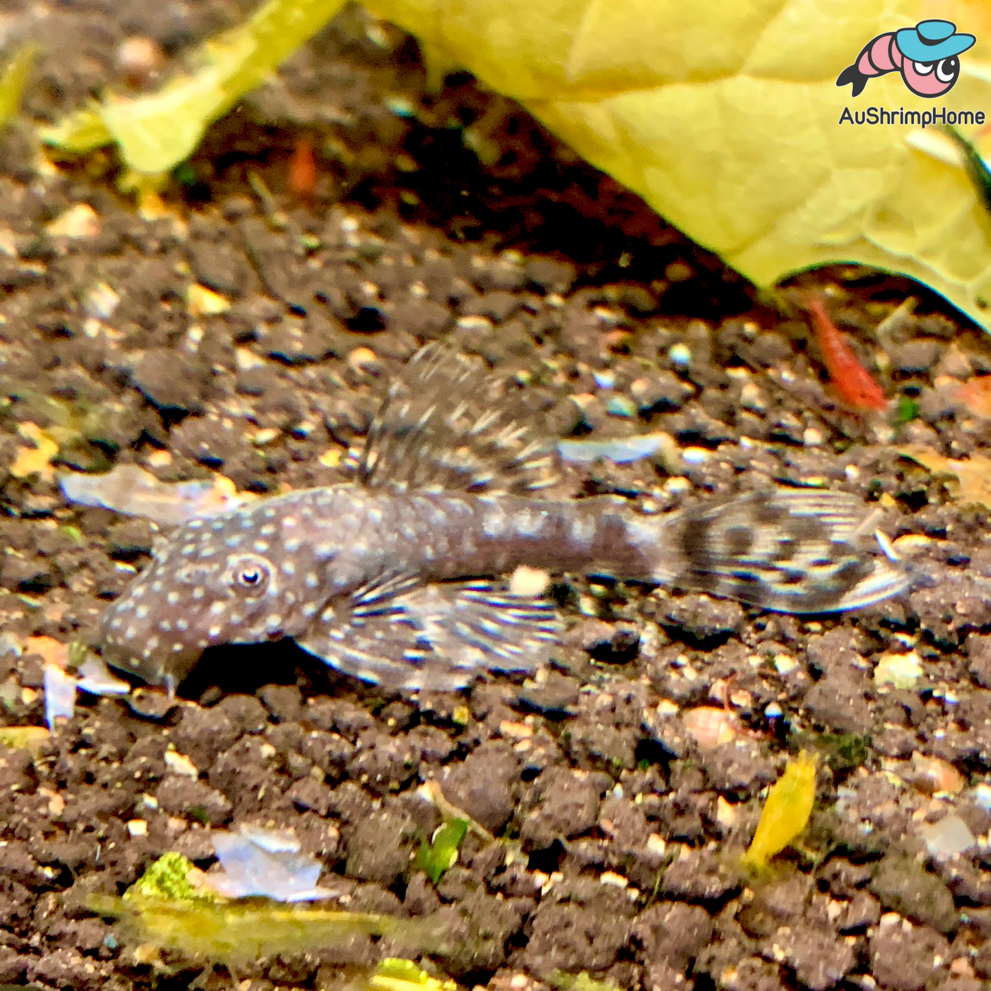 Bristlenose Catfish | Common Super Red Gene